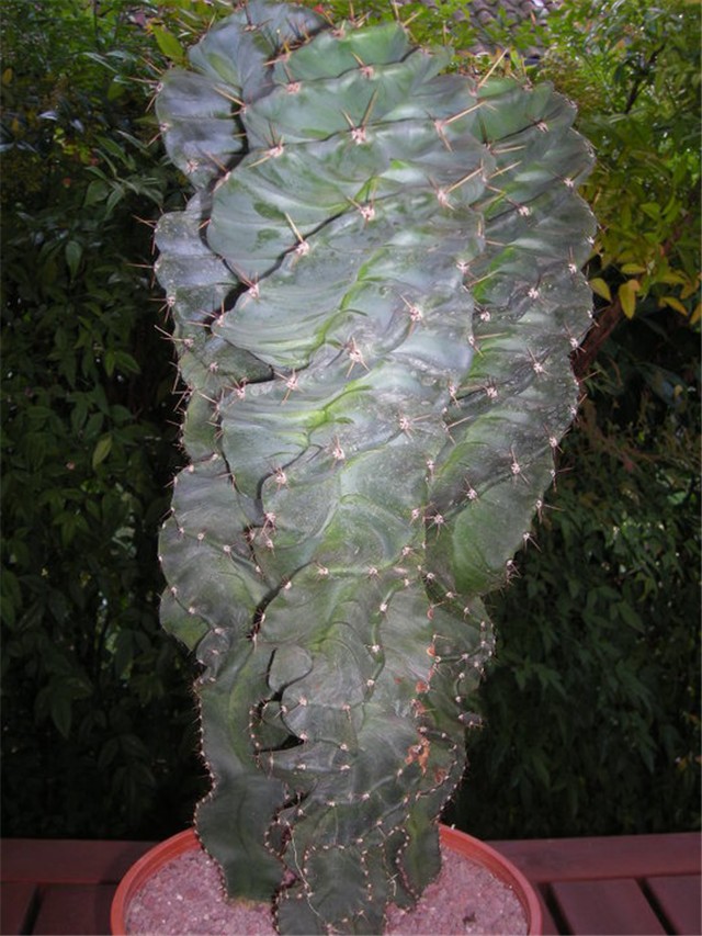 Cereus Forbesii F. Spiralis